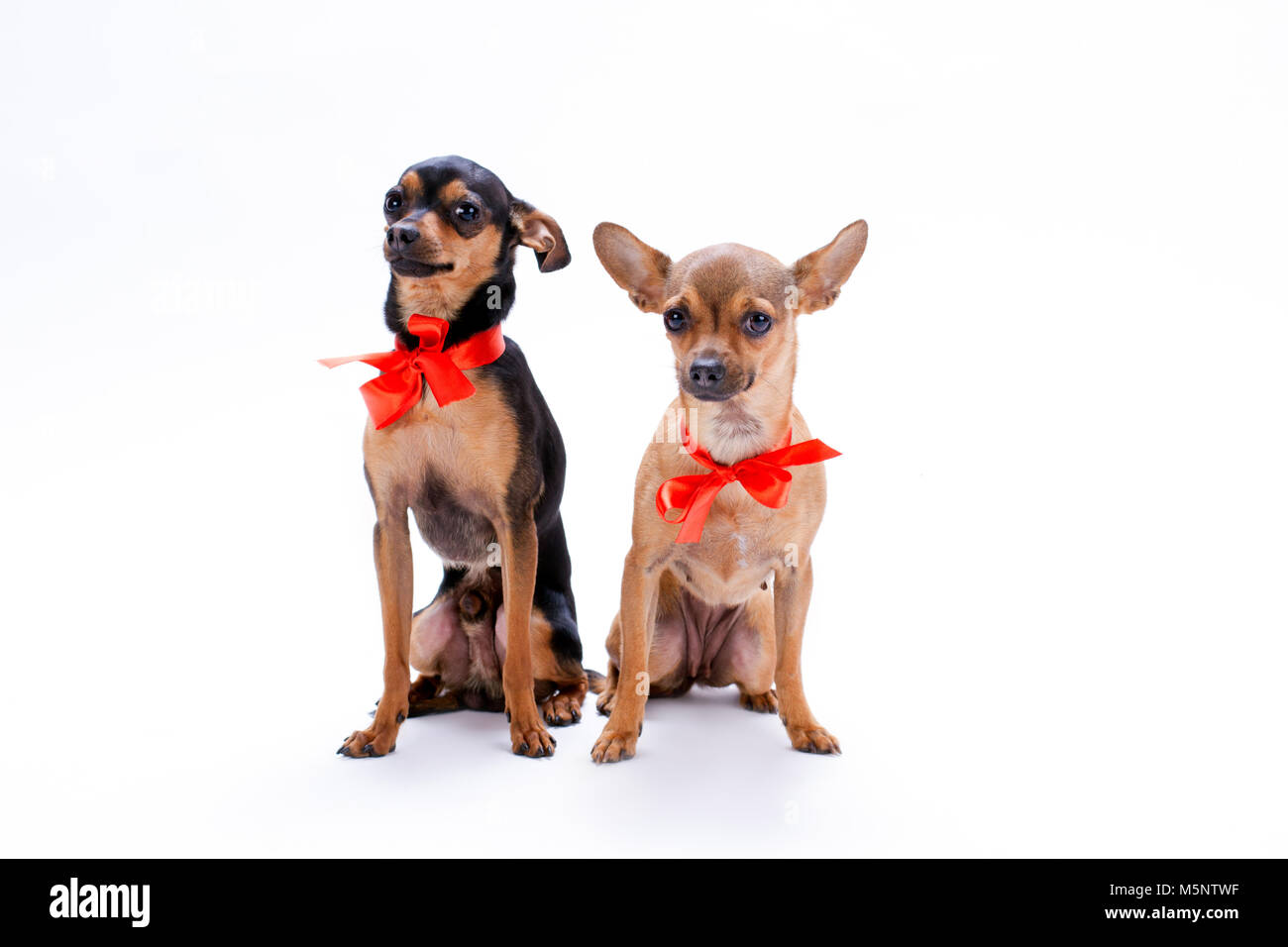 Russkiy toy sale chihuahua