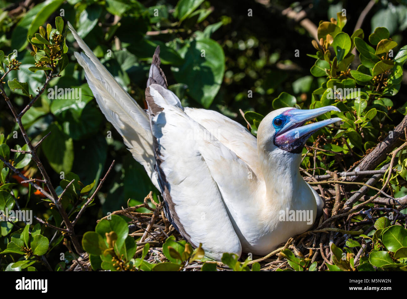 Red Footed Booby sanctuary at Half Moon Caye National Monument, Turneffe Atoll, Belize Stock Photo