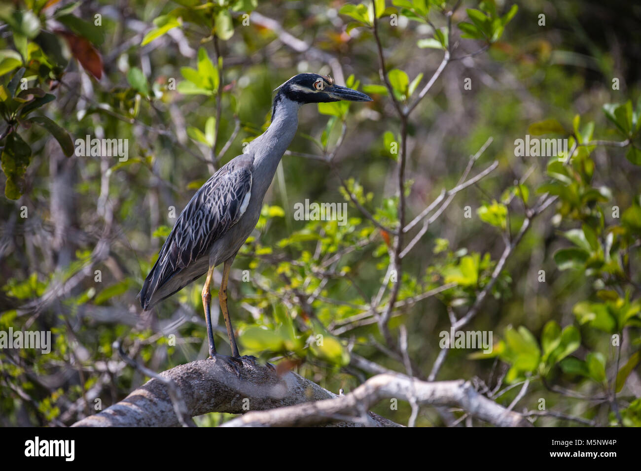 Yellow Crown Night Heron on the New River at the Lamanai Ruins in Belize Stock Photo