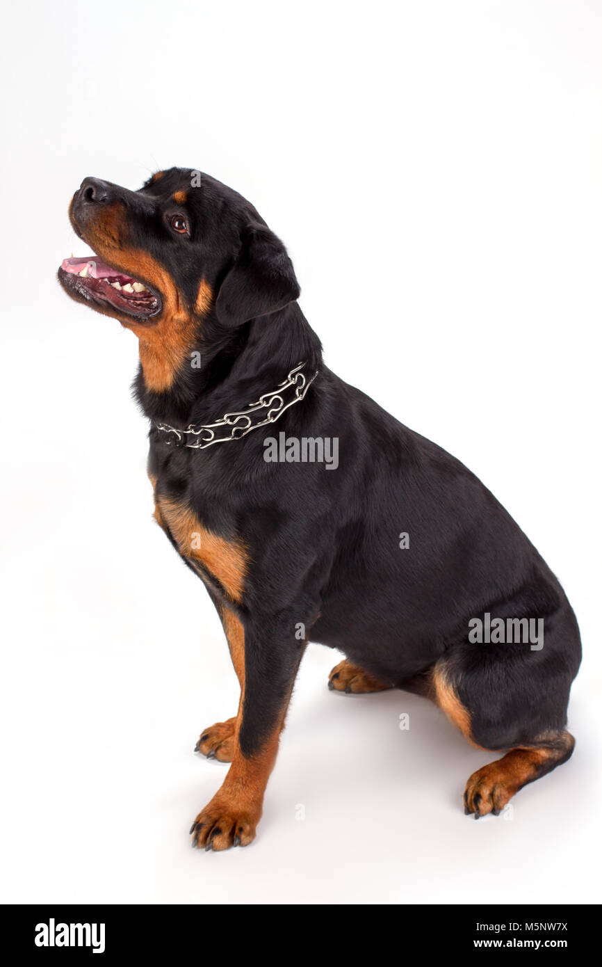 Beautiful black dog, white background Stock Photo Alamy