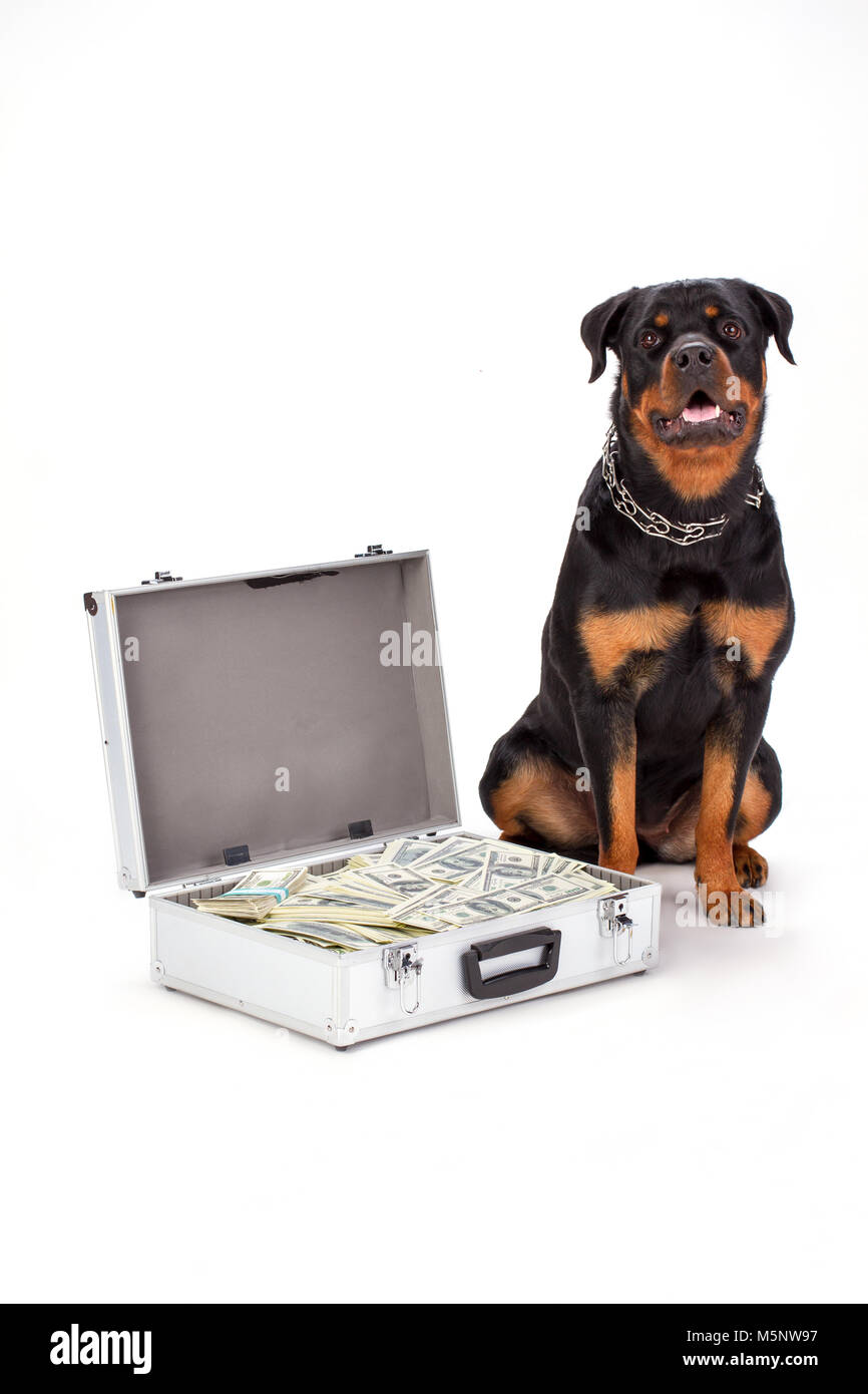 Strong rottweiler dog and cash in case. Stock Photo