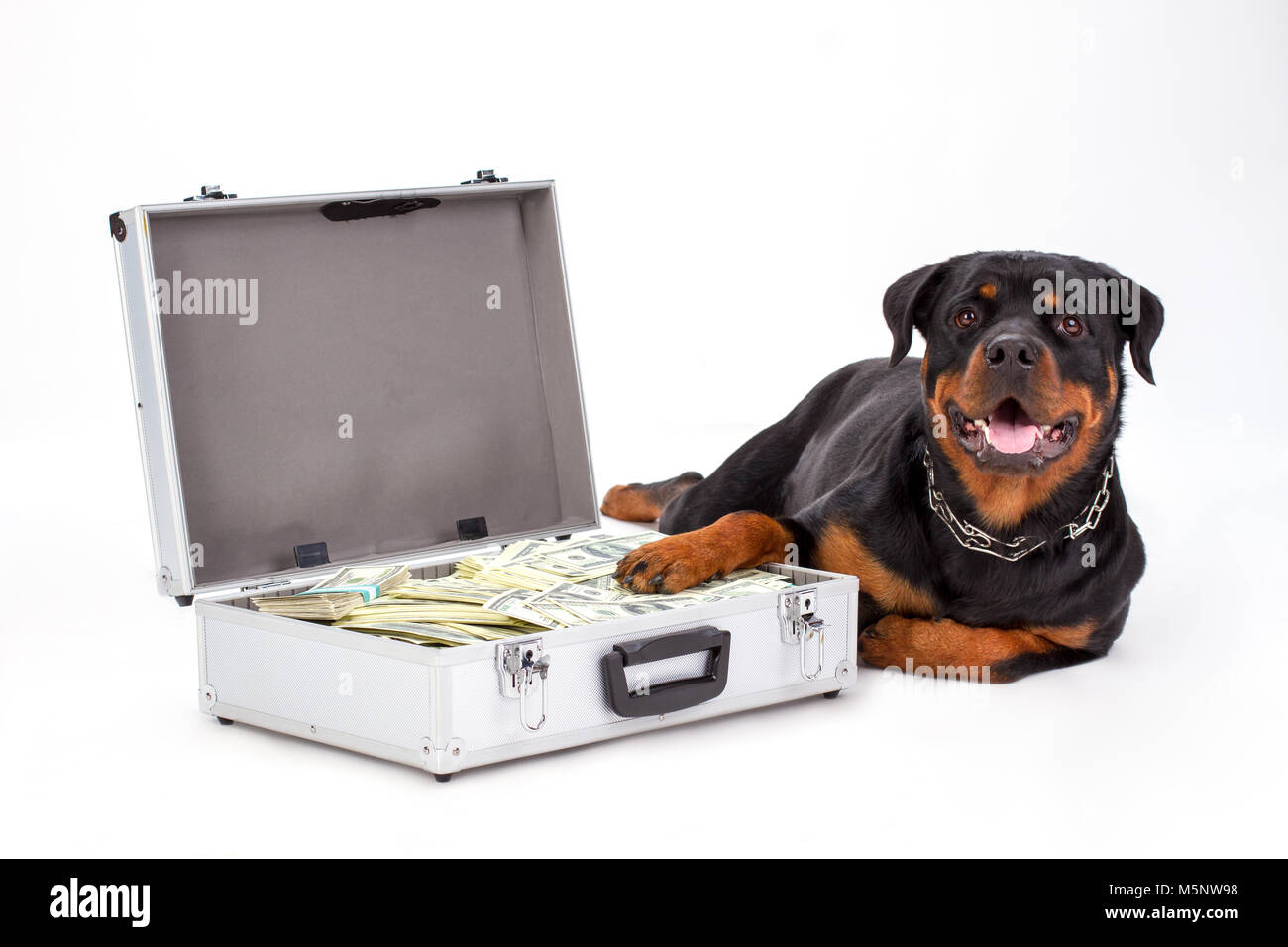 Rottweiler protecting suitcase full of dollars. Stock Photo