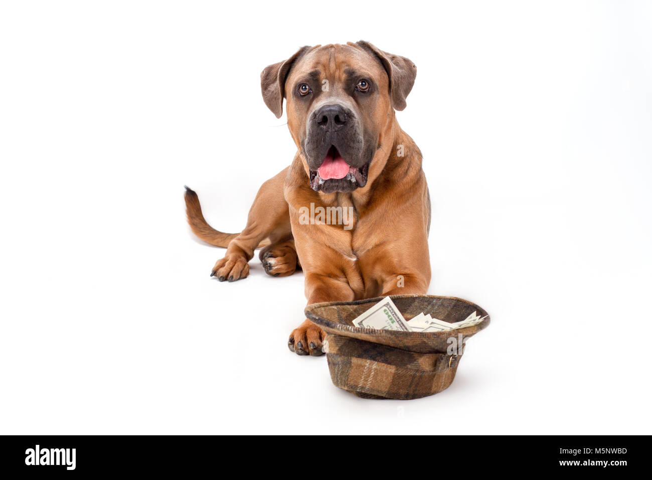 Cane corso dog and hat with money Stock Photo Alamy