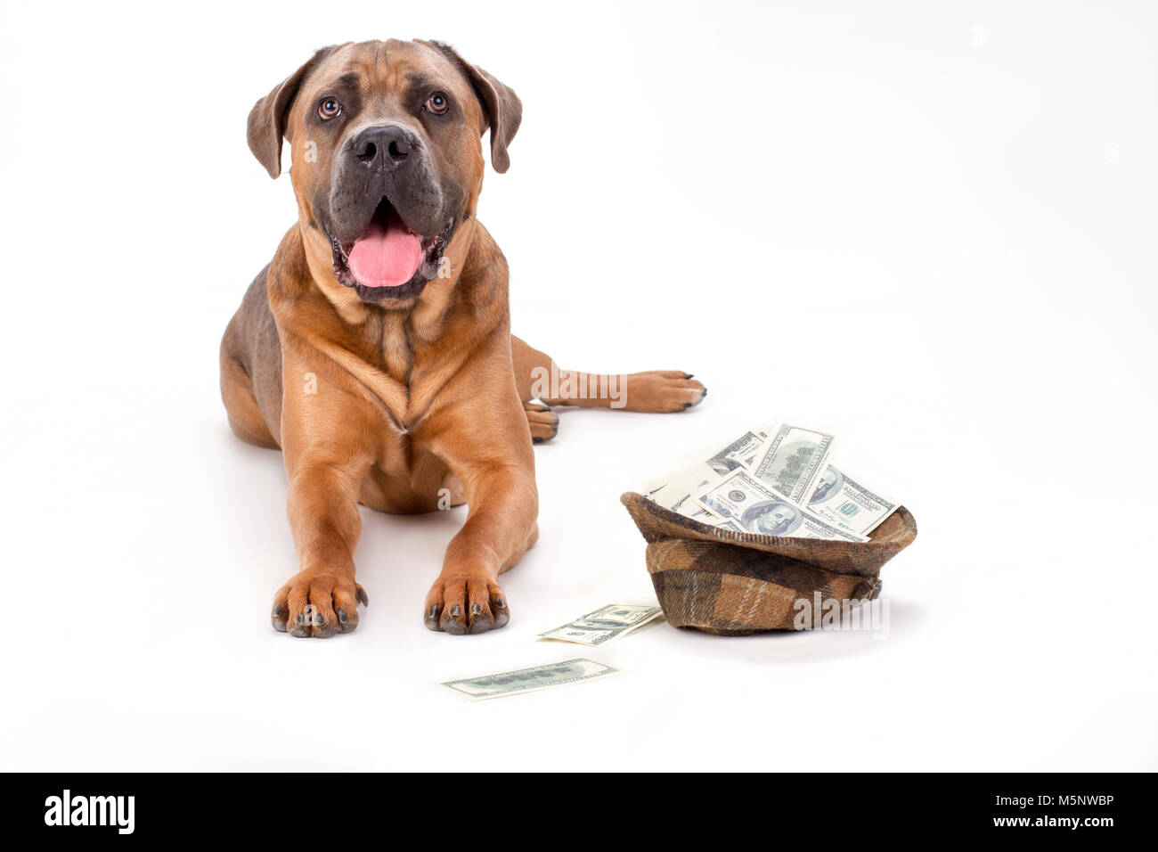 Young cane corso and hat with dollars Stock Photo Alamy