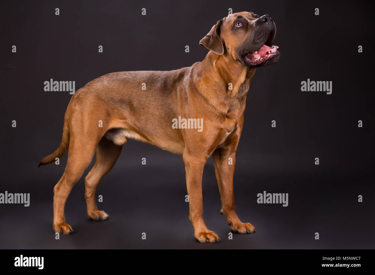 Cute brown pedigreed dog. Stock Photo