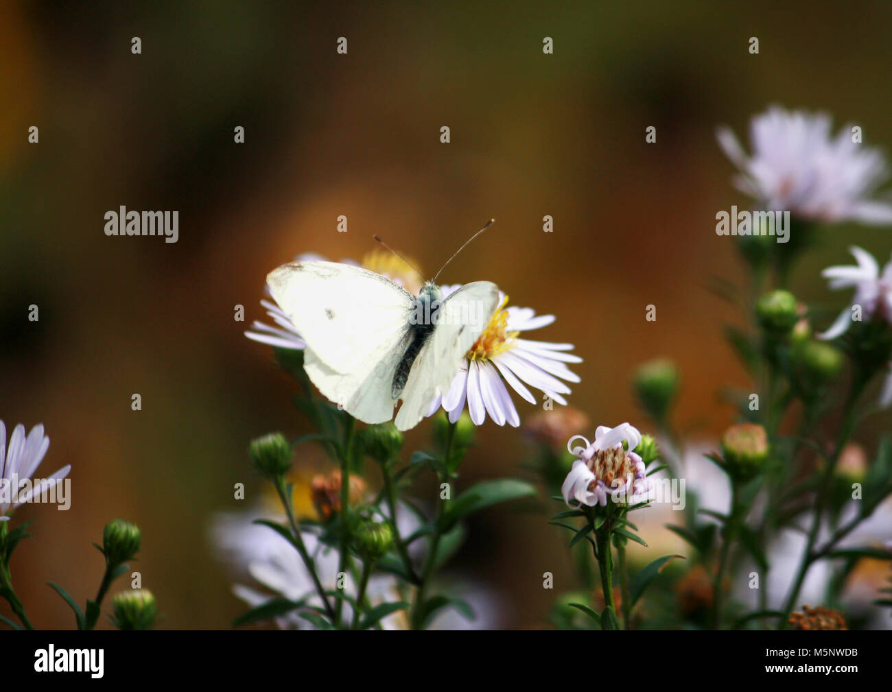 A white butterfly sits on a Daisy flower on a summer meadow Stock Photo ...