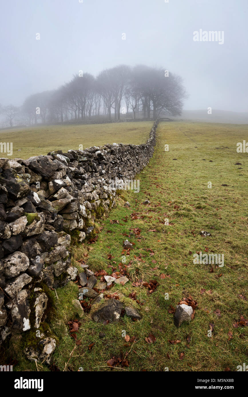 Trees and a traditional dry stone wall on a foggy day, Langcliffe near Settle, Yorkshire Dales National Park, UK Stock Photo