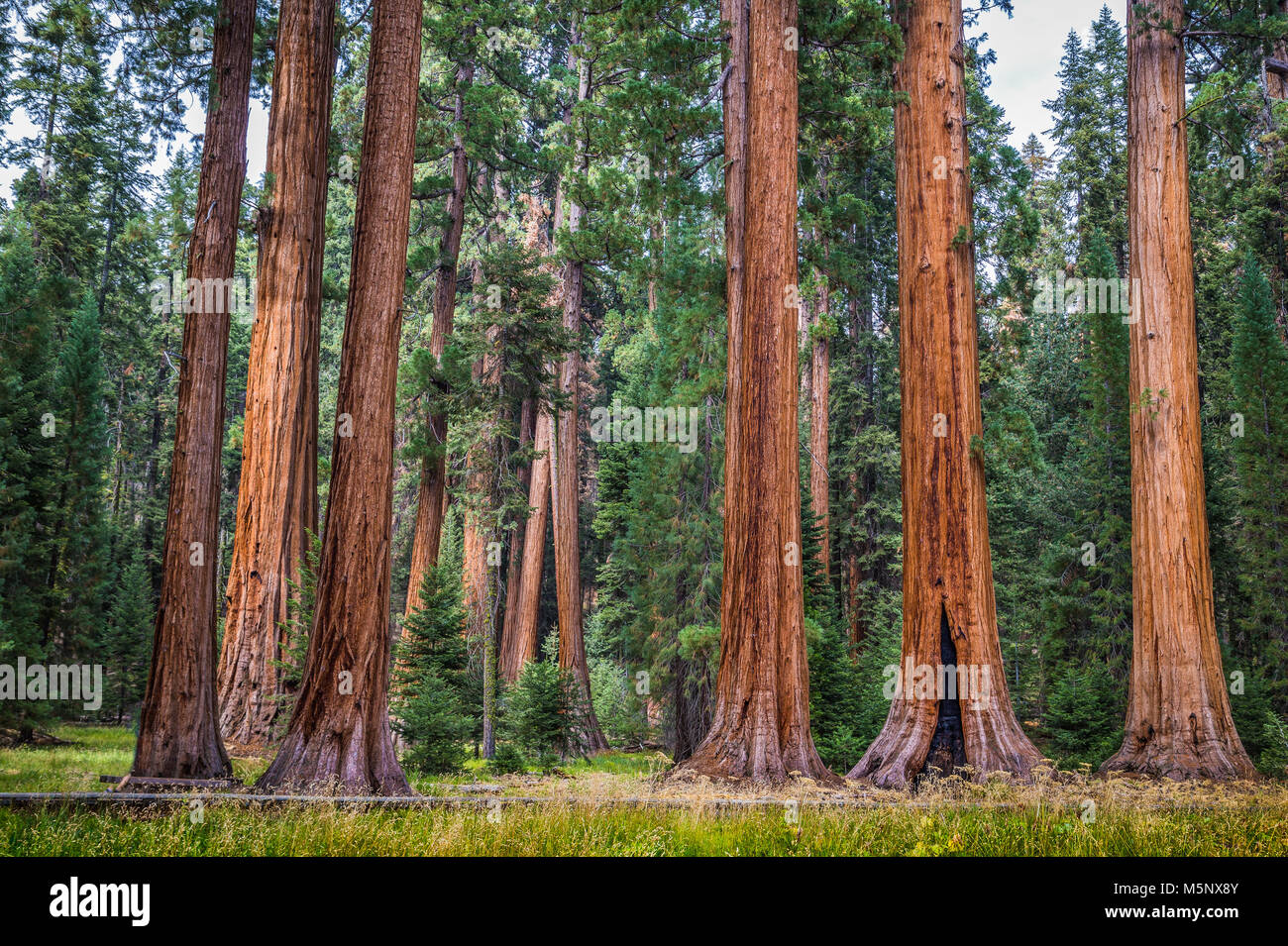 Giant sequoia trees, also known as giant redwoods or Sierra redwoods, on a sunny day with green meadows in summer, Sequoia National Park, California Stock Photo