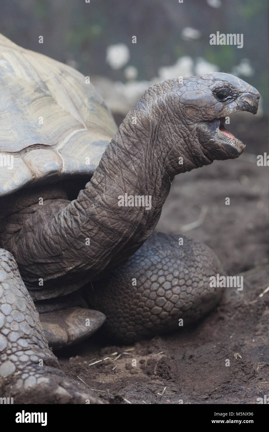 Aldabra giant tortoise Stock Photo