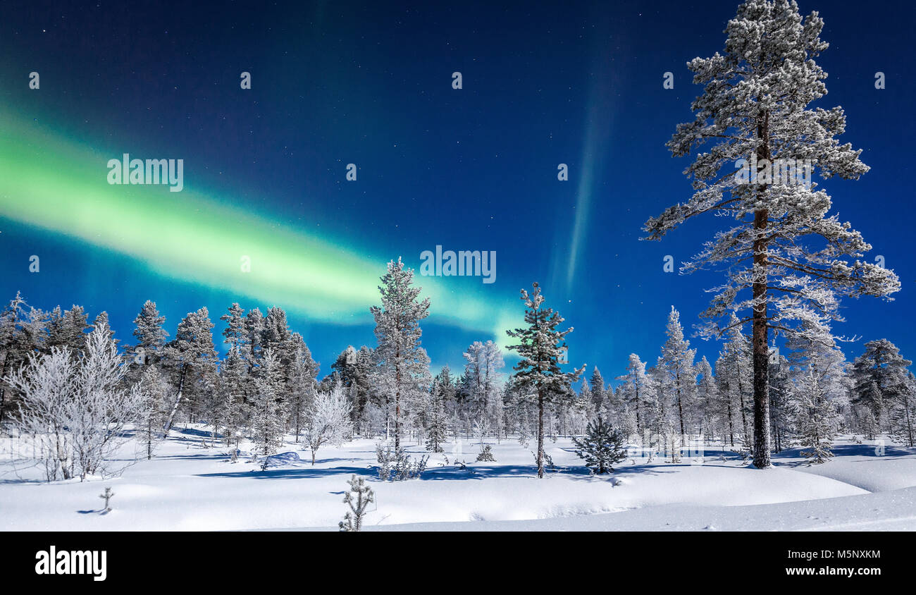 Amazing Aurora Borealis northern lights over beautiful winter wonderland scenery with trees and snow on a scenic cold night in Scandinavia Stock Photo