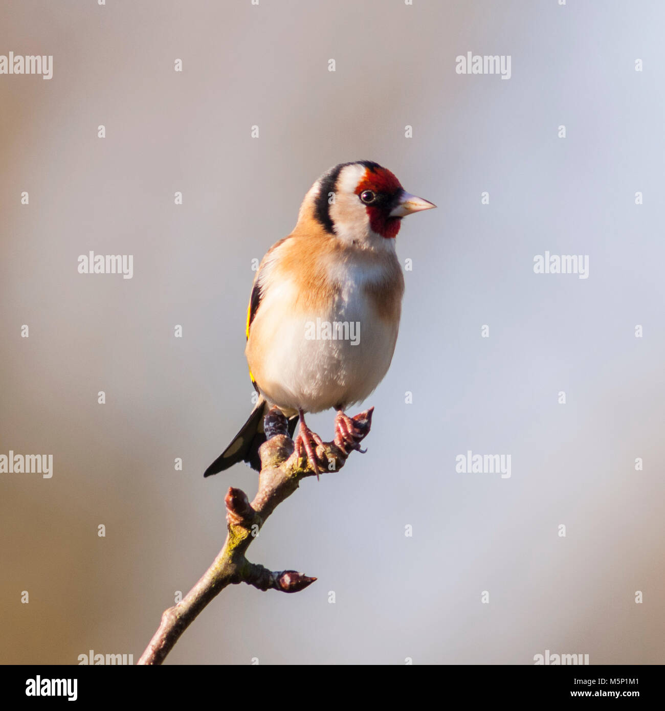 Norfolk , England , Uk. 25th February 2018. A Goldfinch (Carduelis carduelis) feeding in freezing conditions in a Norfolk garden. Credit: Tim Oram/Alamy Live News Stock Photo