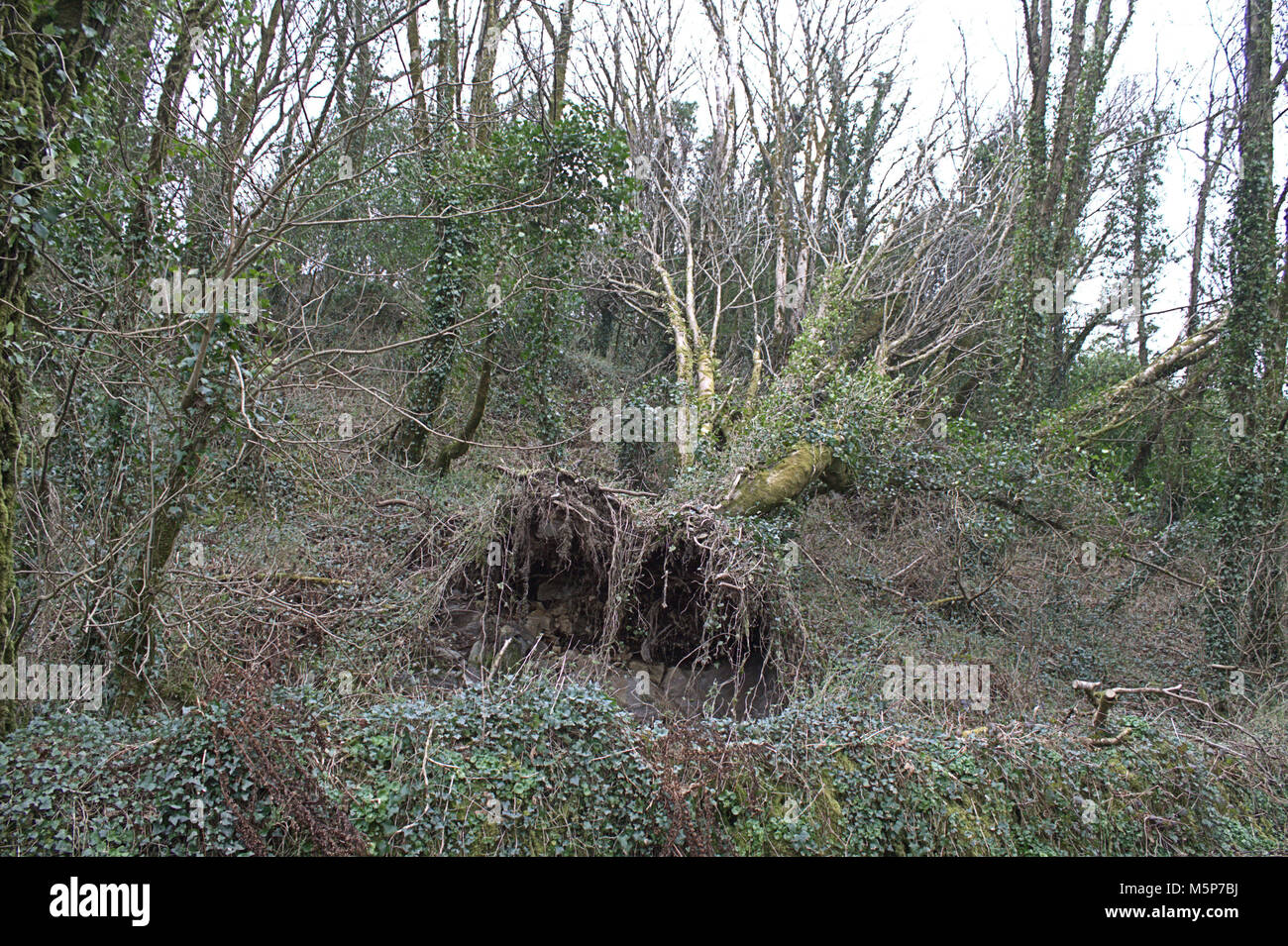 West Cork, Ireland. 25th February, 2018. Storm Ophelia's legacy can still be seen along the roads of West Cork, with damaged walls and tree's snapped like twigs still to be cleared. Credit: aphperspective/Alamy Live News Stock Photo