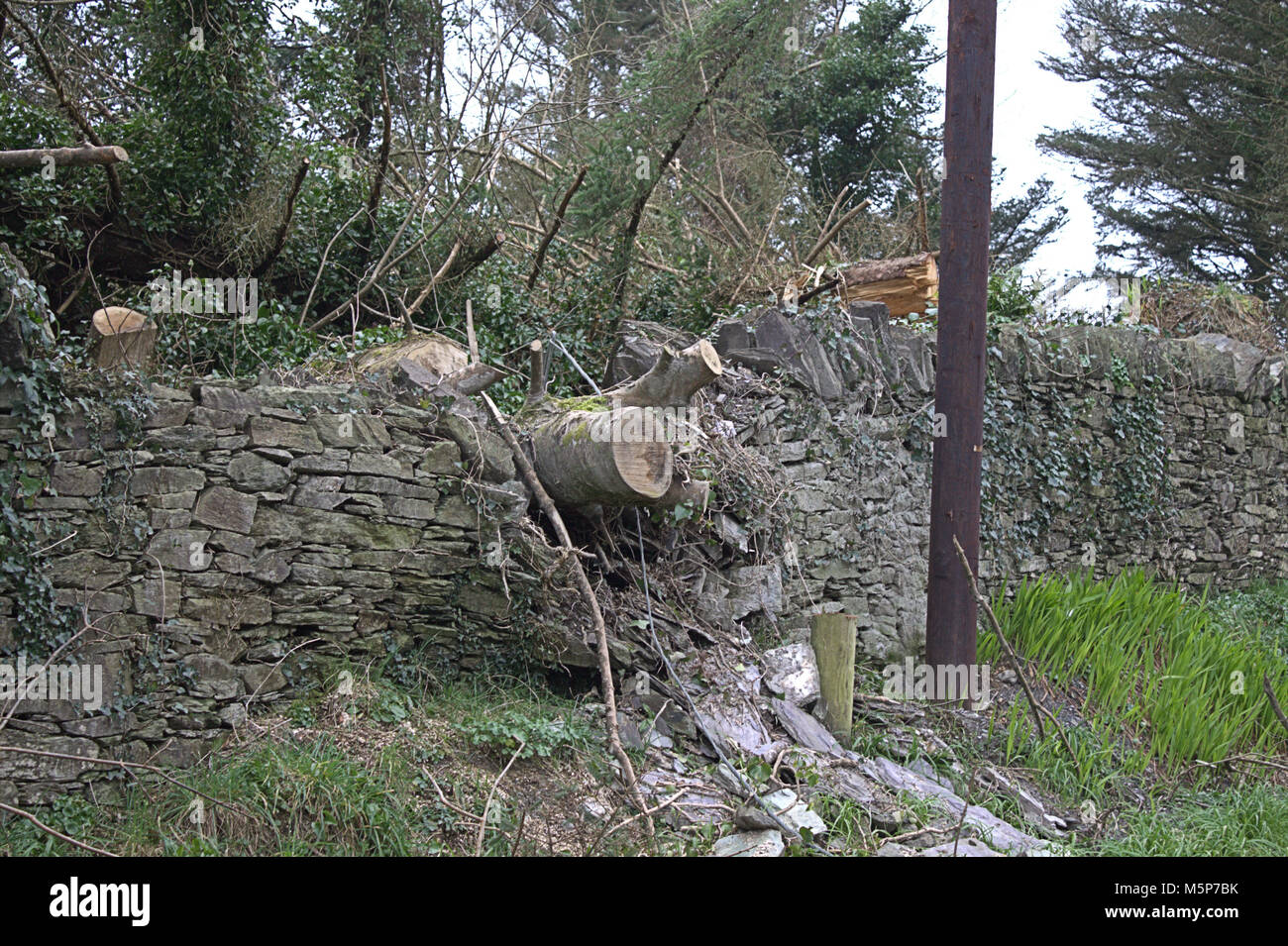 West Cork, Ireland. 25th February, 2018. Storm Ophelia's legacy can still be seen along the roads of West Cork, with damaged walls and tree's snapped like twigs still to be cleared. Credit: aphperspective/Alamy Live News Stock Photo