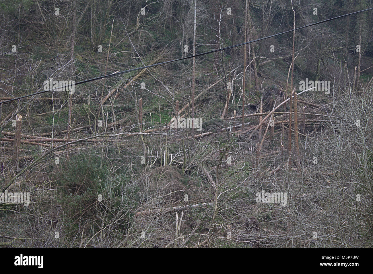 West Cork, Ireland. 25th February, 2018. Storm Ophelia's legacy can still be seen along the roads of West Cork, with damaged walls and tree's snapped like twigs still to be cleared. Credit: aphperspective/Alamy Live News Stock Photo