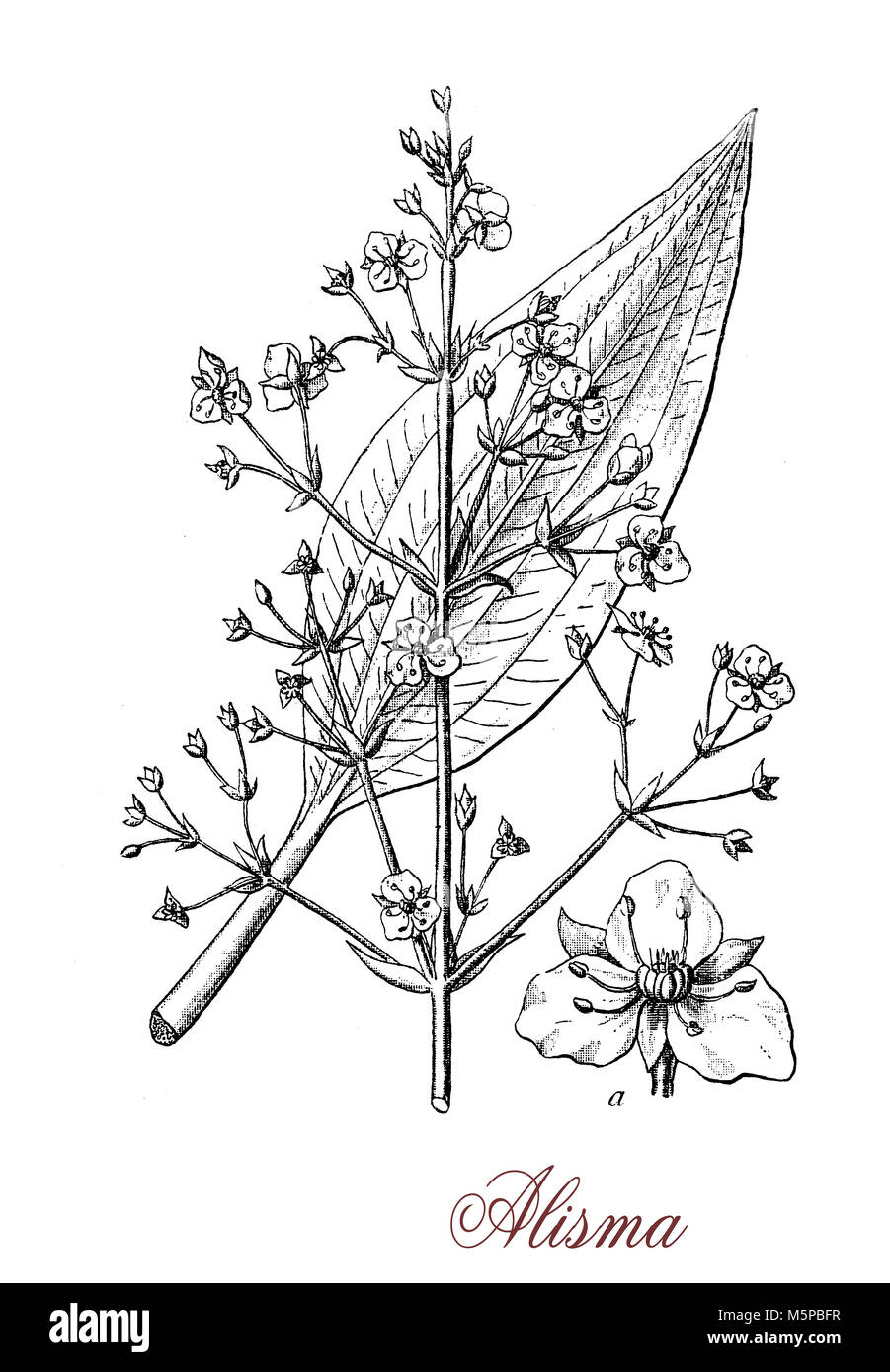 Vintage engraving of alisma, aquatic plant of still waters with white or pink inflorescences and floating or submerged leaves. Stock Photo