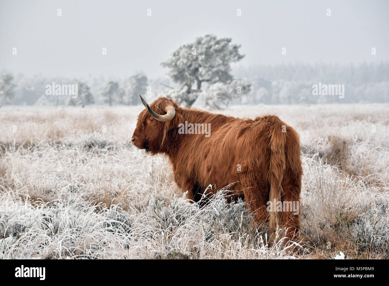 Scottish Highlander Cow in a natural winter landscape. Stock Photo