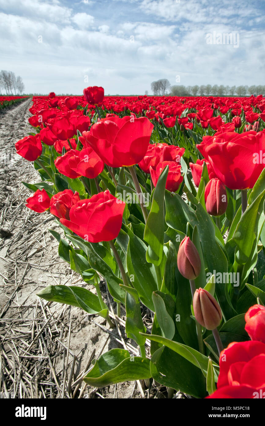 AERIAL SHOTS OF RED DUTCH TULIP FIELDS Stock Photo