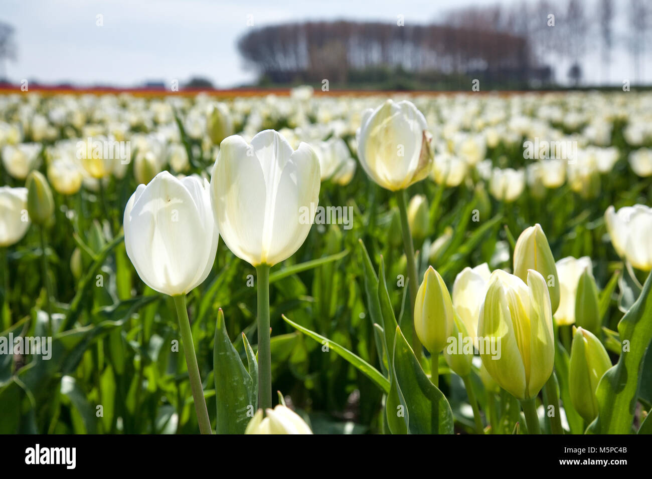 Spring tulip fields in Holland. White tulip field. Dutch bulb field of