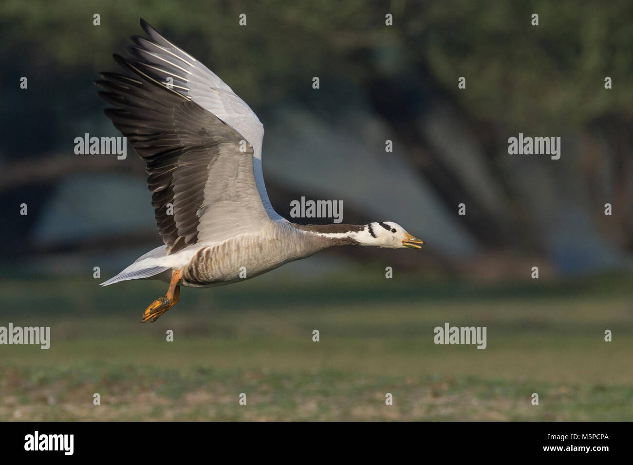Bar headed goose flight hi-res stock photography and images - Alamy