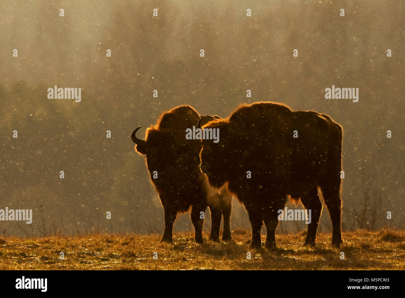 Two male bison in silhouette, photographed against the sunrise light, during a snowstorm. Stock Photo