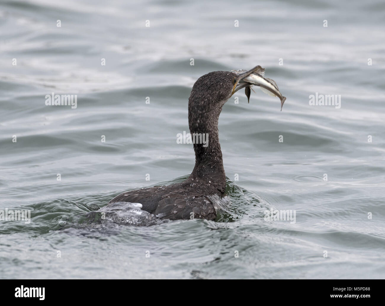 Cormorant, Phalacrocorax carbo, with fish, Walvis Bay, Namibia Stock Photo