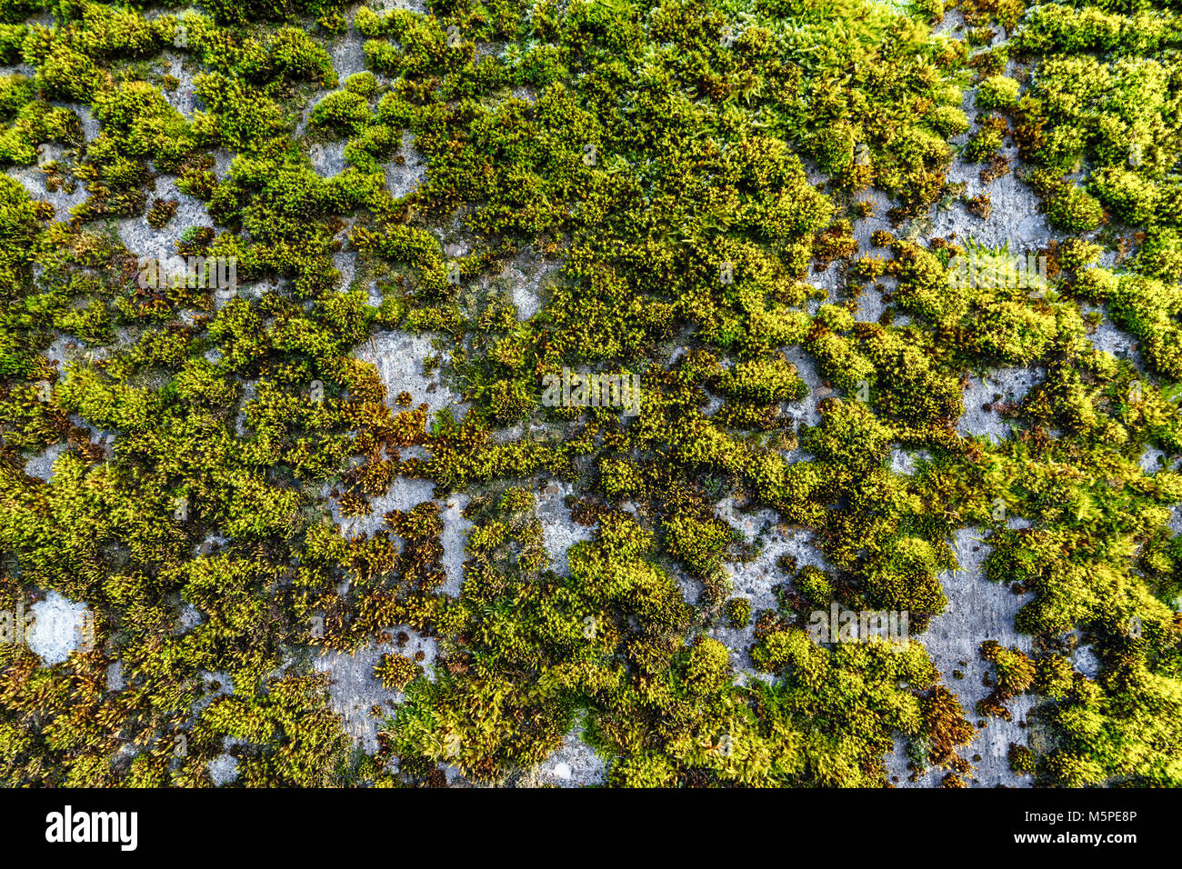 Concrete wall covered with green moss. Background Stock Photo - Alamy