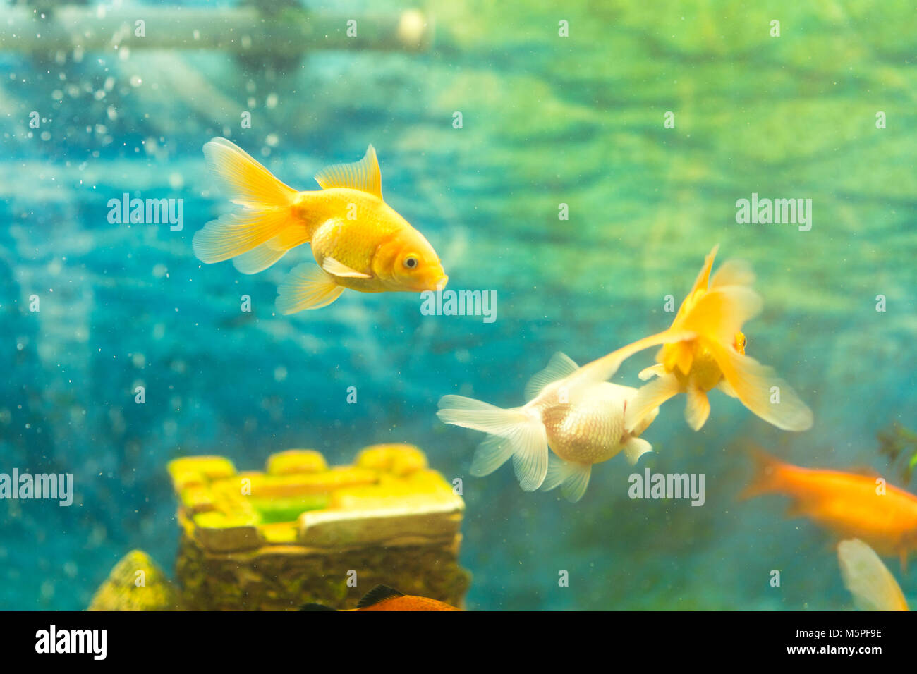 Goldfish in the aquarium on the background of a stone castle. Stock Photo