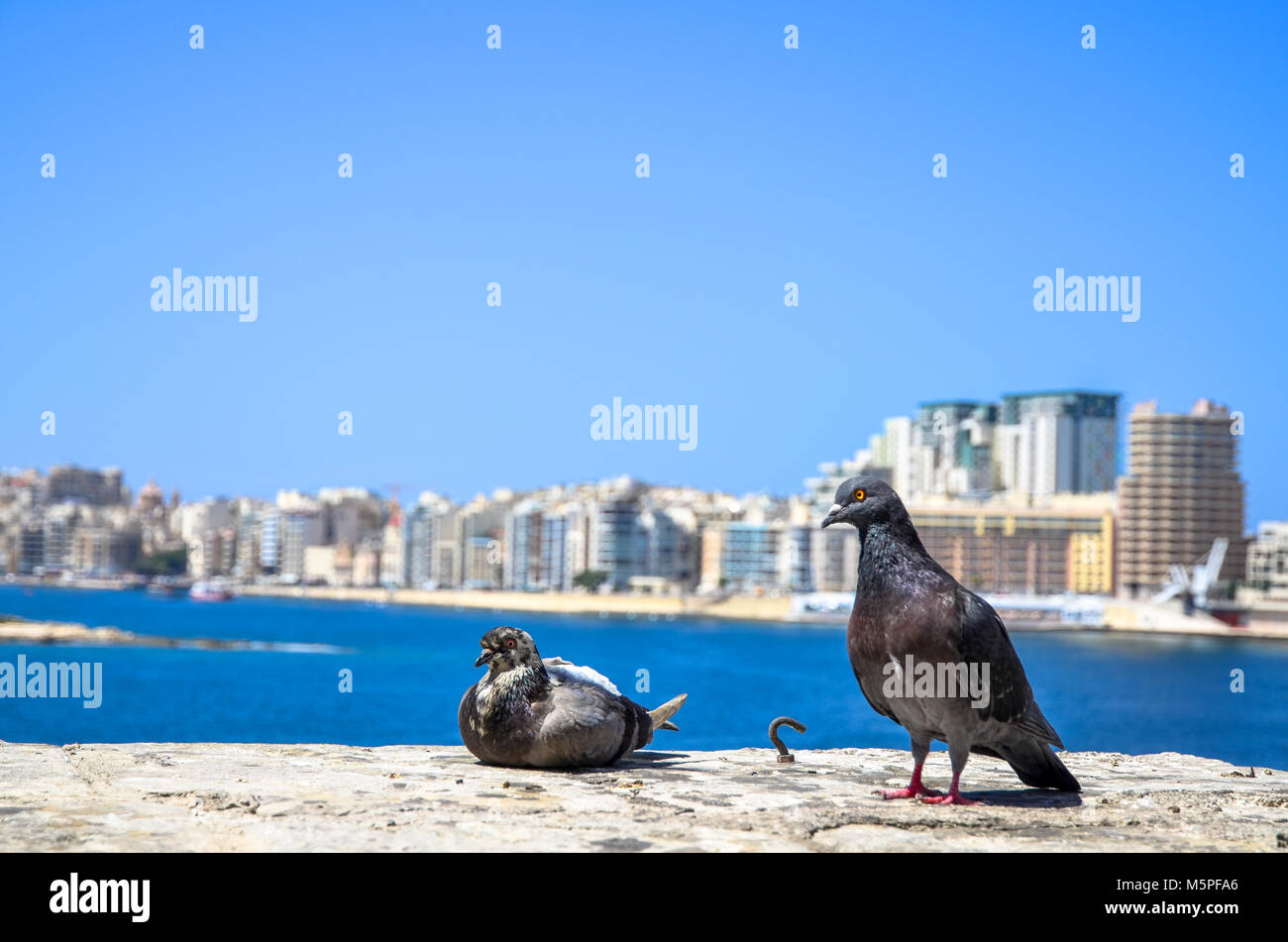 Pigeons in Sliema, Malta, under blue clear sky Stock Photo