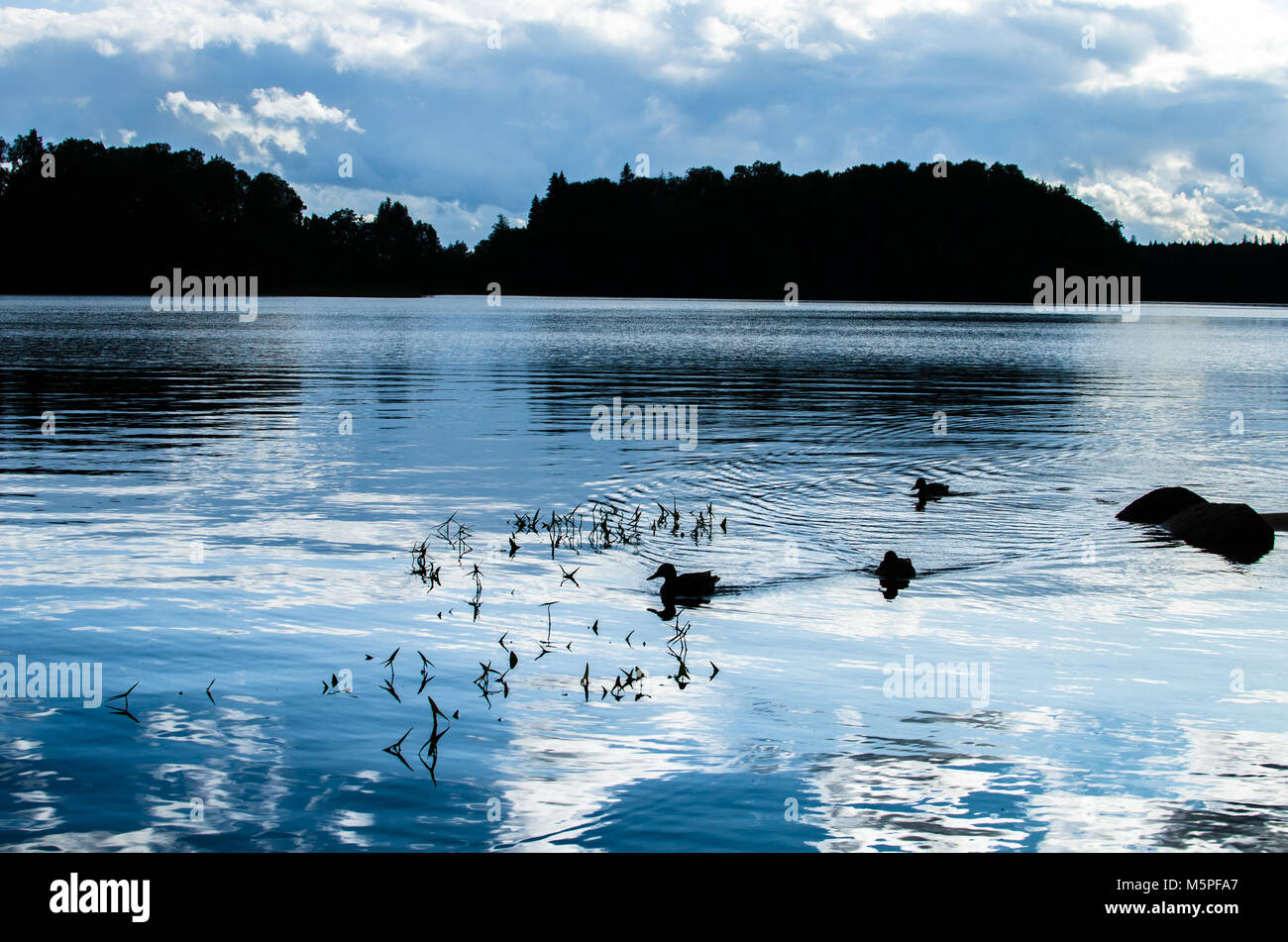 Mallards swimming on a peaceful evening on Lake Pühajärv ('Holy lake') near the town of Otepää, Estonia Stock Photo
