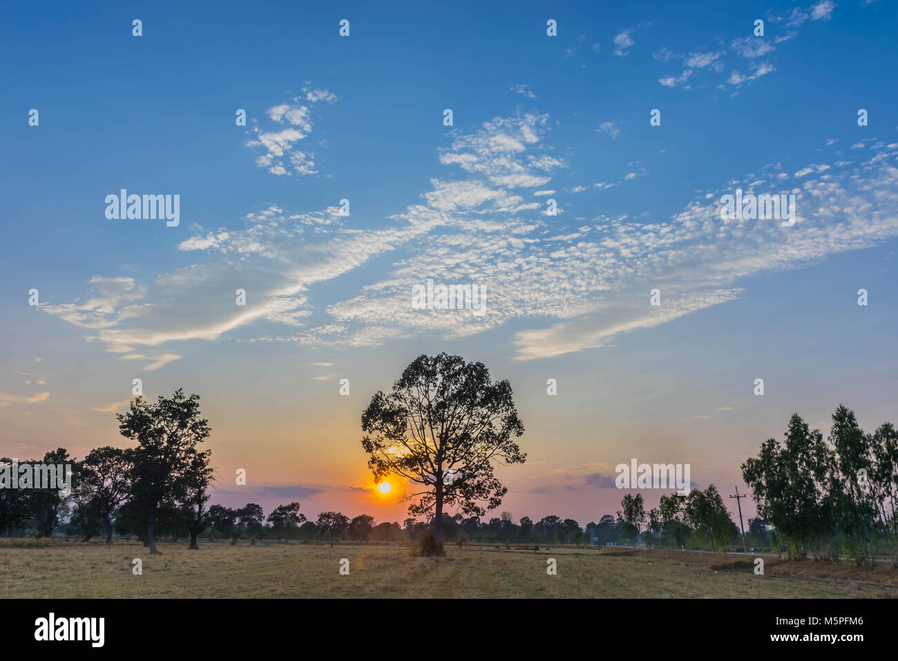 The silhouette the sunset with the paddy rice field,Dipterocapus alatus plant tree, the straw after harvest and the beautiful sky and cloud in the eve Stock Photo