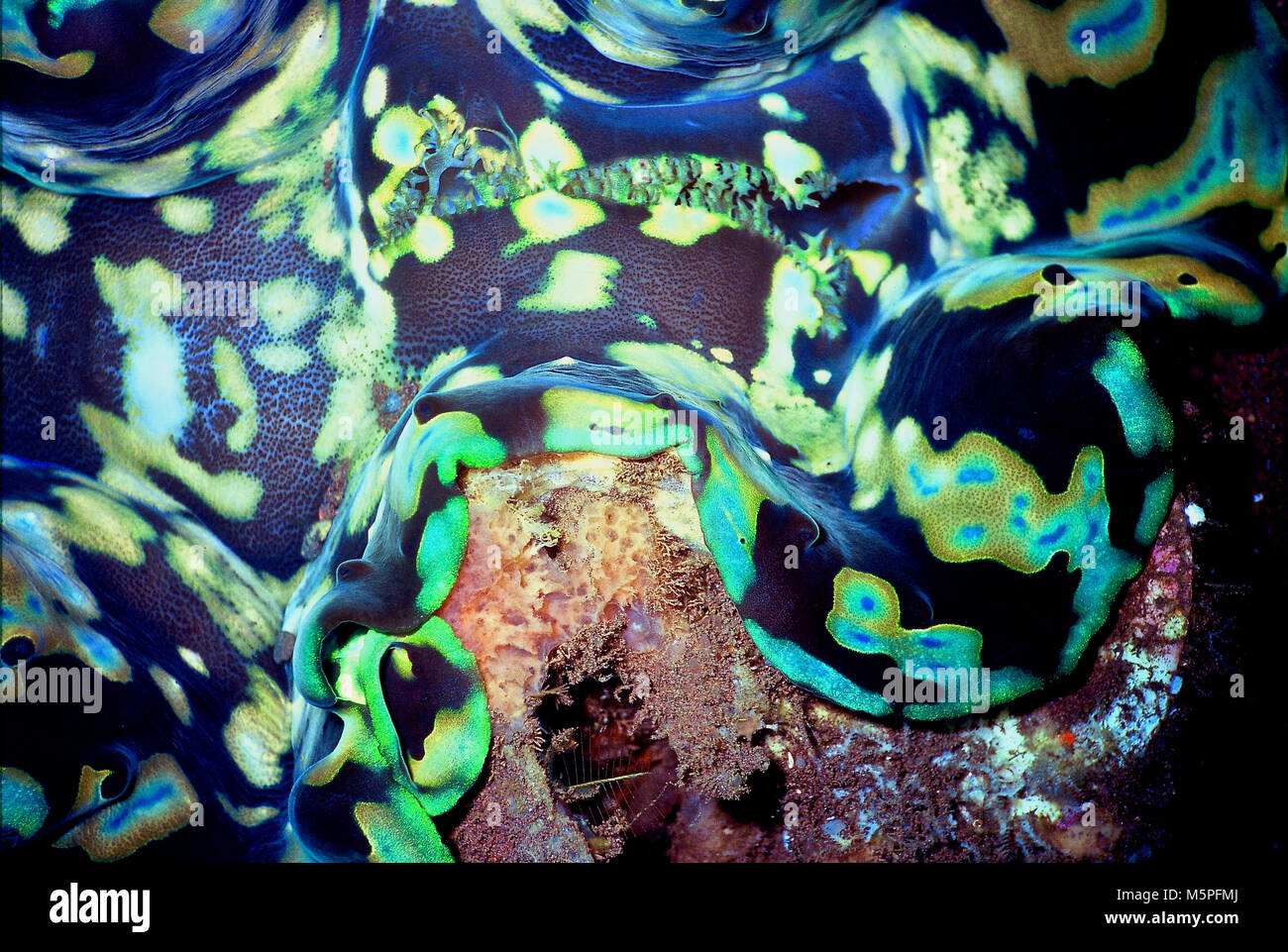 This shows the tissues of a giant clam (Tridacna gigas). The species can grow to one metre in length, weigh 200 kilograms and live for 100 years. The image shows the patterns formed by multi-coloured colonies of single-celled dinoflagellate symbiotic algae in the mollusc's mantle. In exchange for a safe place to live, the algae provide the clam with sugars through photosynthesis. Sadly, giant clams are becoming rarer, due to the effects of global warming and pollution - and because their meat is highly prized by humans. The IUCN Red List indicates that it is vulnerable. Bali, Indonesia. Stock Photo