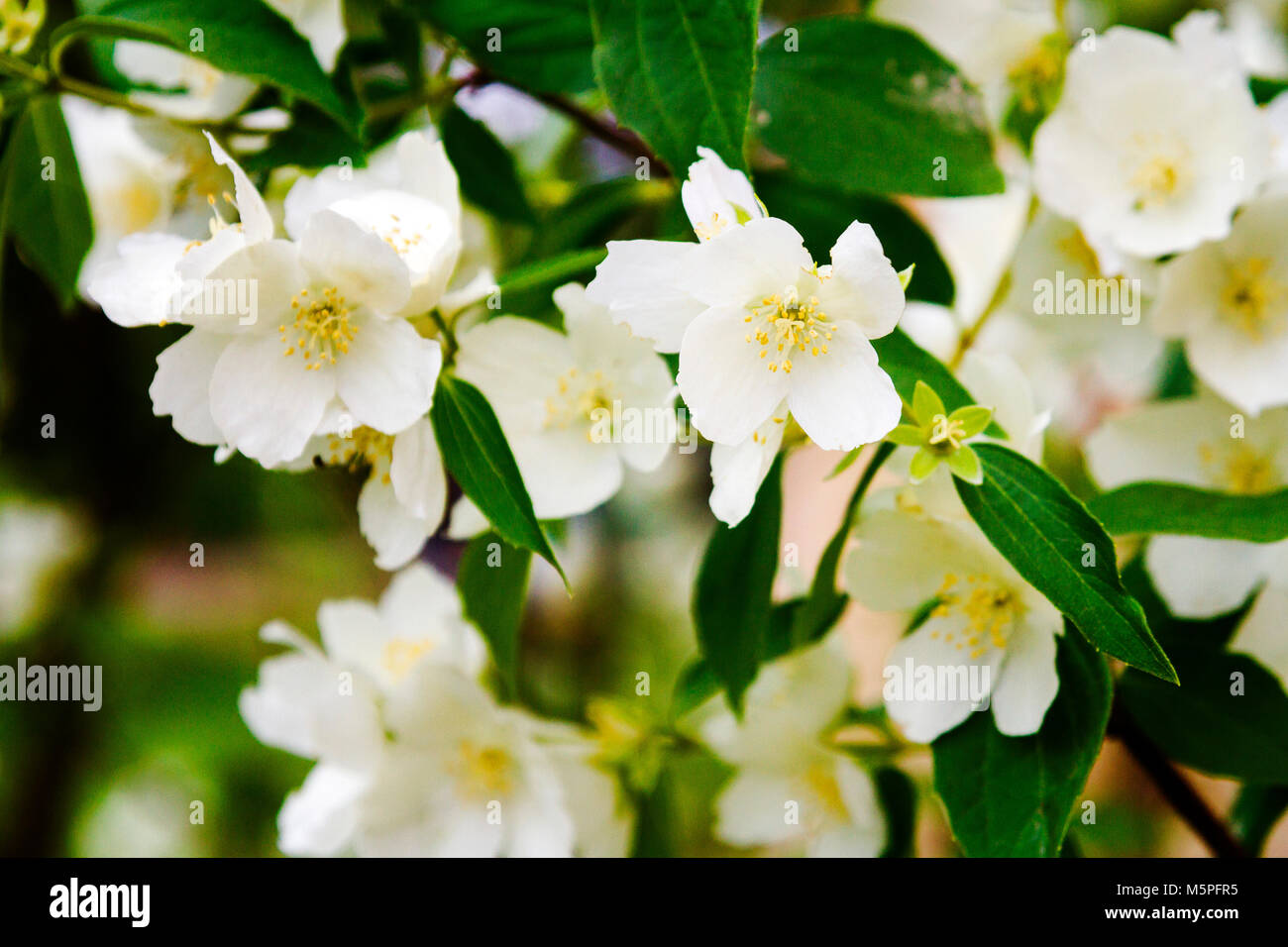 Mock orange tree - Philadelphus - flower blossoms in summer on a sunny day Stock Photo