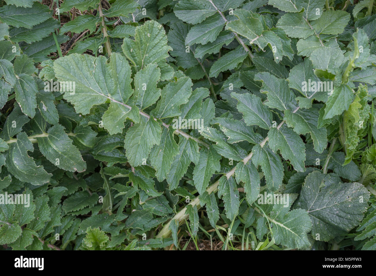Foliage / leaves of Sea Radish (Cornwall). Foraged leaves have a radishy taste milder than domesticated radish. Raphanus raphanistrum ssp. maritimus Stock Photo