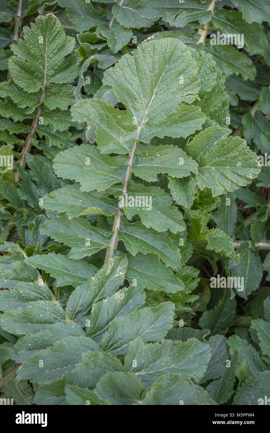 Foliage / leaves of Sea Radish (Cornwall). Foraged leaves have a radishy taste milder than domesticated radish. Raphanus raphanistrum ssp. maritimus Stock Photo