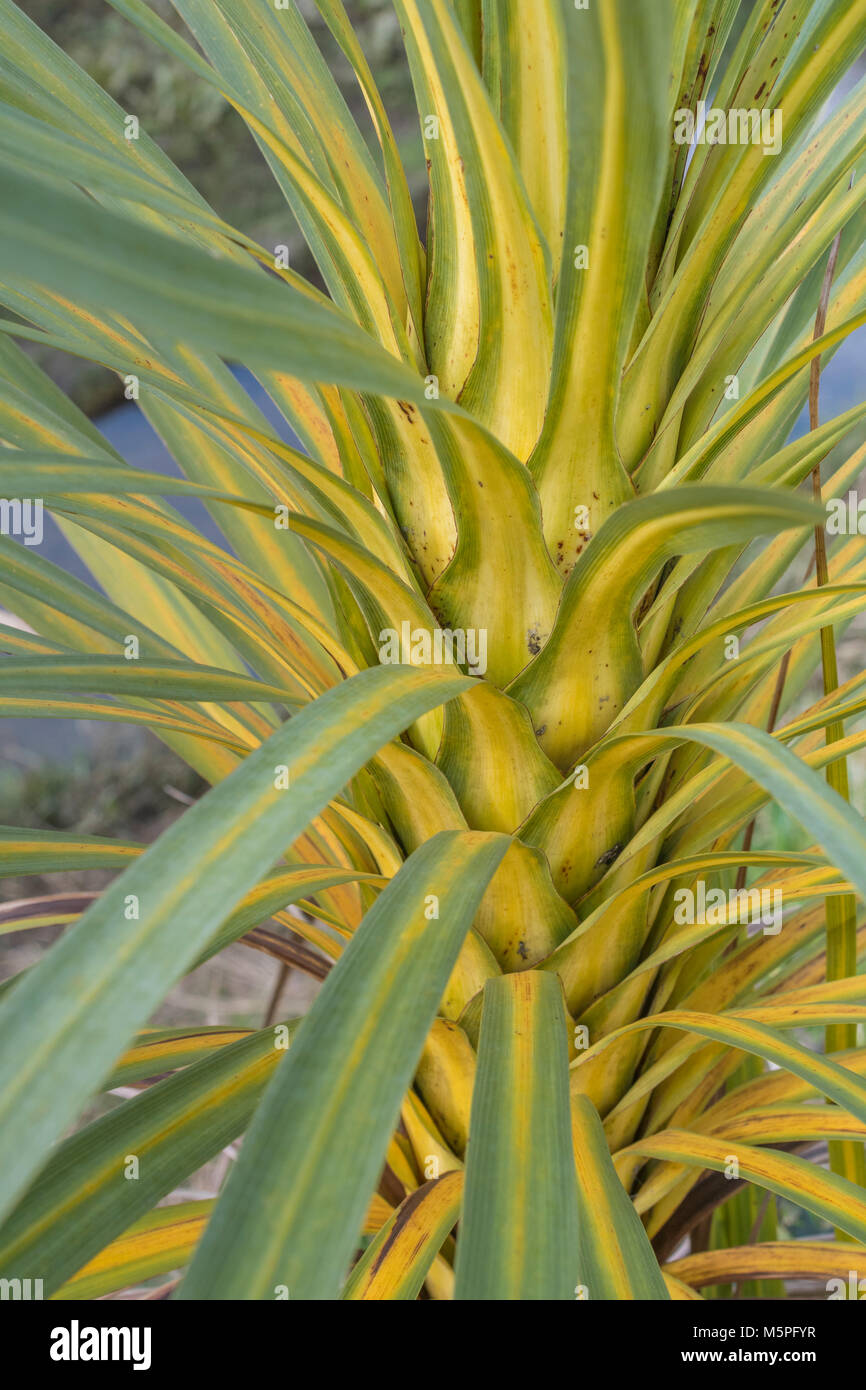 Young cabbage palm leaves hires stock photography and images Alamy
