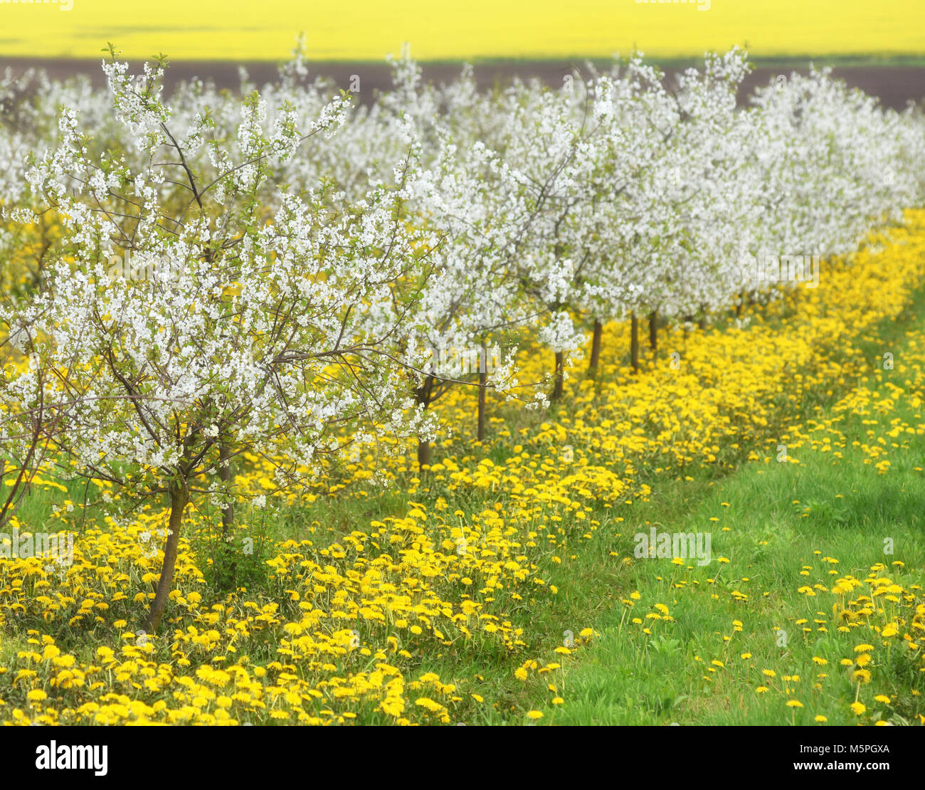 cherry trees in blossom, cherry orchard in spring, flowers dandelions