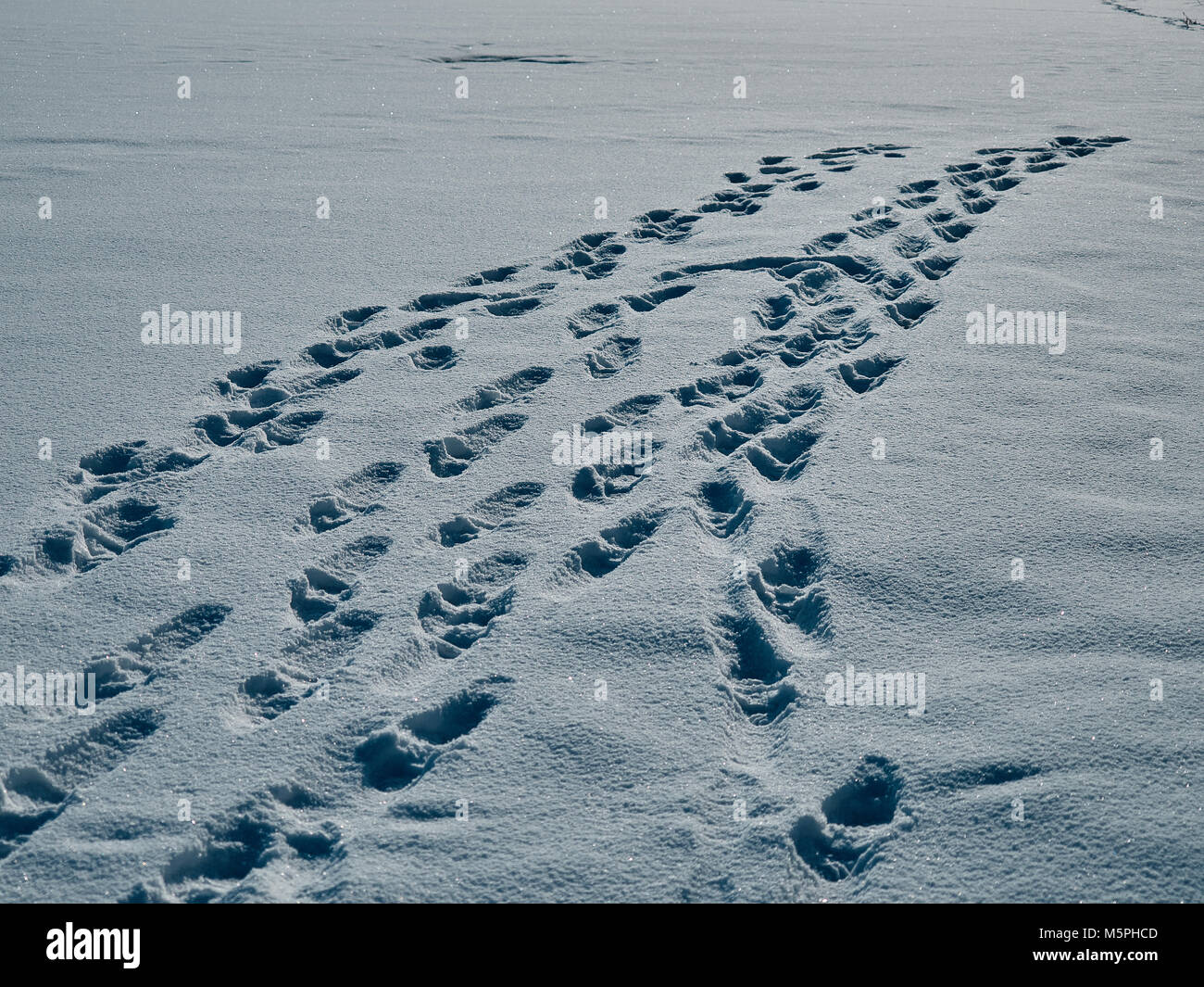 Huge traces left by a man on the snowy expanse. Stock Photo