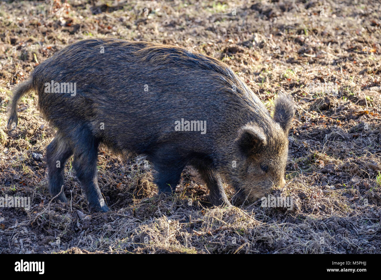 WILD BOAR IN FOREST OF DEAN, GLOUCESTERSHIRE,ENGLAND TURNING OVER GROUND IN SEARCH OF FOOD> Stock Photo