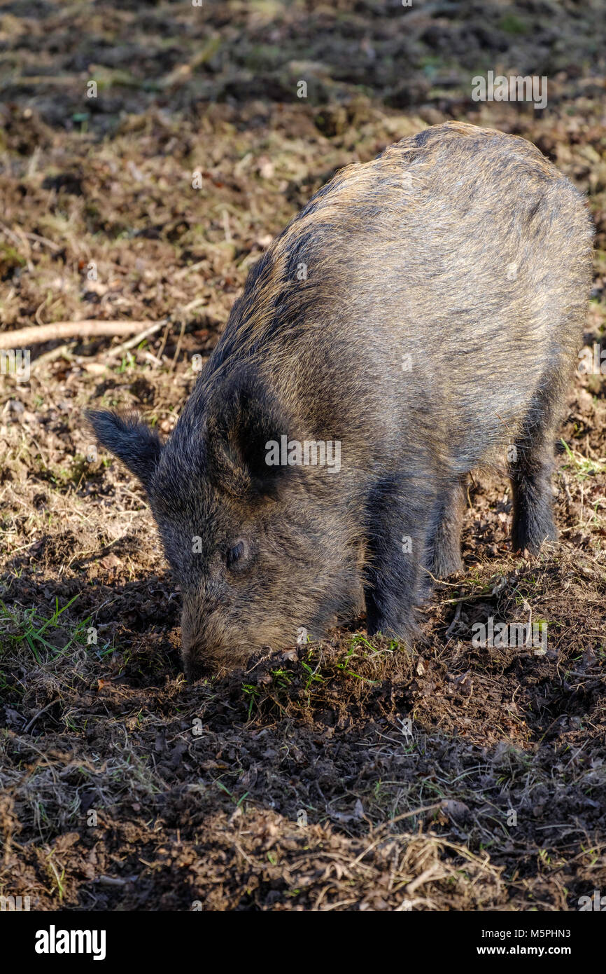 WILD BOAR IN FOREST OF DEAN, GLOUCESTERSHIRE,ENGLAND TURNING OVER GROUND IN SEARCH OF FOOD> Stock Photo