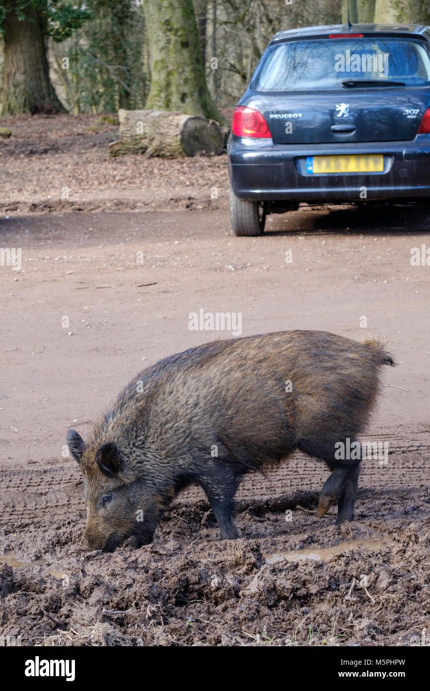 WILD BOAR IN FOREST OF DEAN IN CAR PARK. THE ANIMALS HAVE BECOME USED TO HUMAN BEINGS. Gloucestershire, England UK Stock Photo
