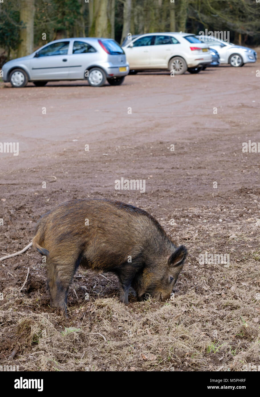 Tame wild animals hi-res stock photography and images - Alamy