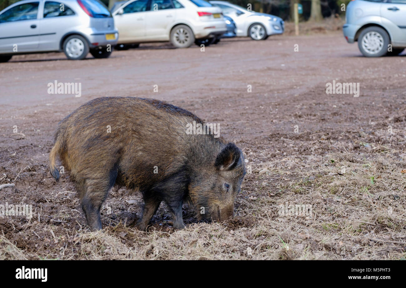 WILD BOAR IN FOREST OF DEAN IN CAR PARK. THE ANIMALS HAVE BECOME USED TO HUMAN BEINGS. Gloucestershire, England UK Stock Photo