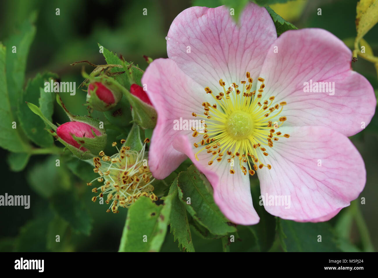 Wild rose bush hires stock photography and images Alamy