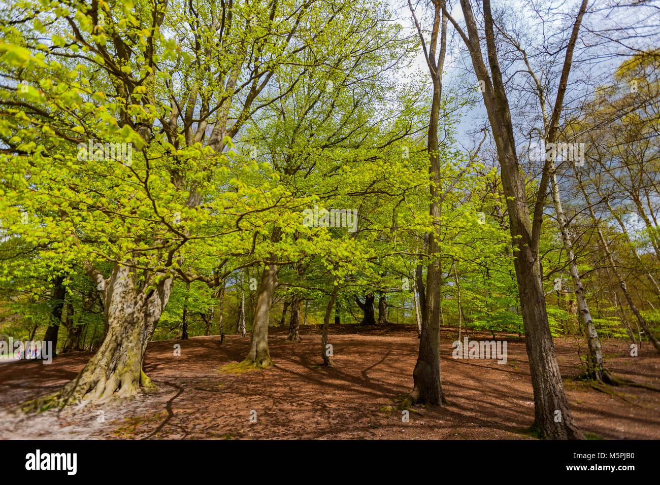 Green Trees in beautiful park with cloudy sky in the background, Wide ...