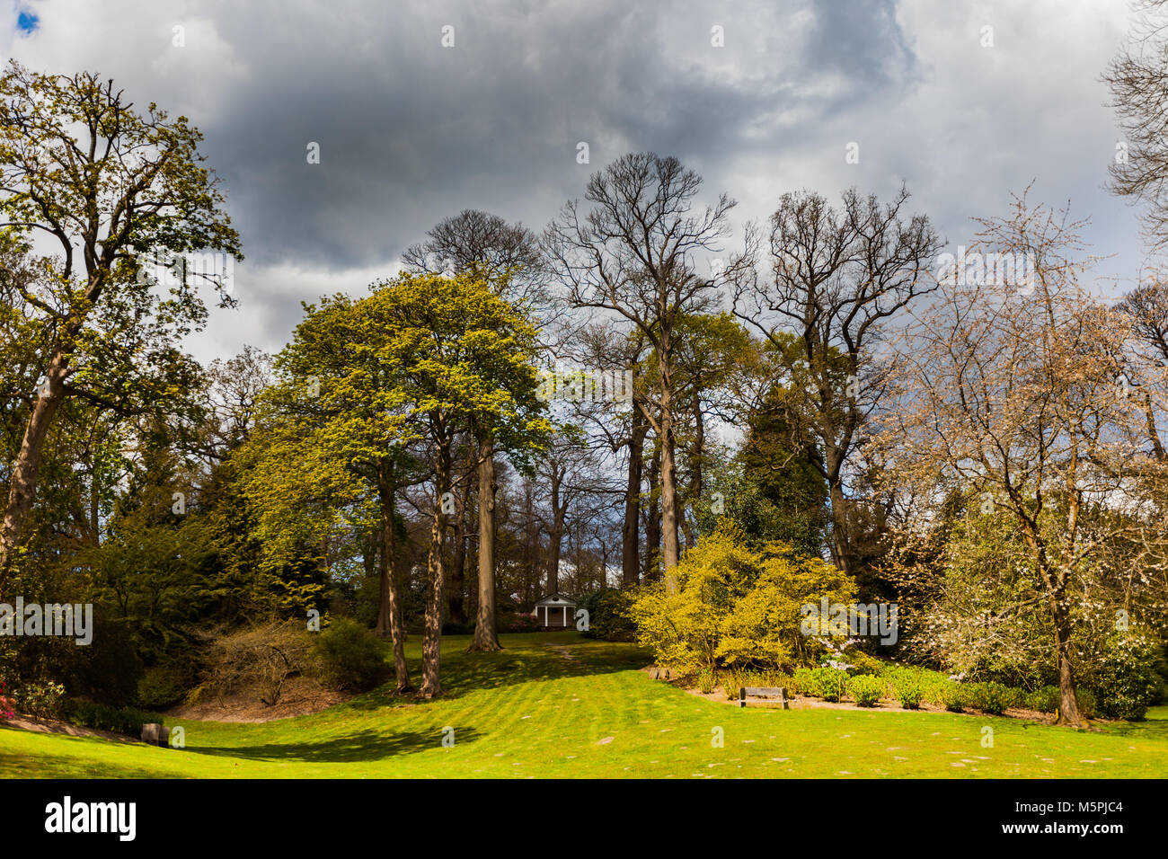 Green Trees in beautiful park with cloudy sky in the background, Wide ...