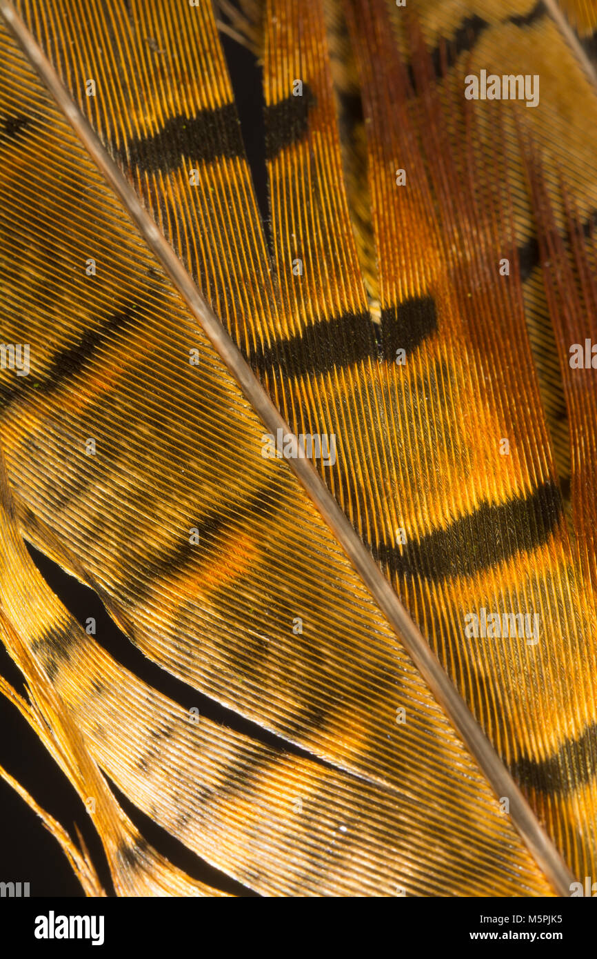 Pheasant feather hi-res stock photography and images - Alamy