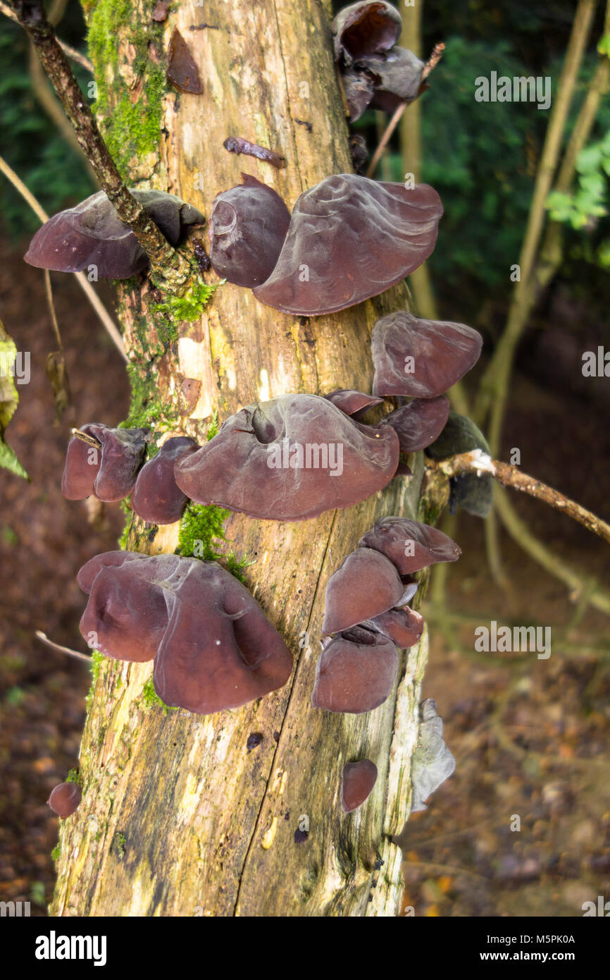 Jews Ear, Auricularia auricula-judae, also known as wood ear and jelly ear, growing on a decaying tree in the Herefordshire UK countryside Stock Photo