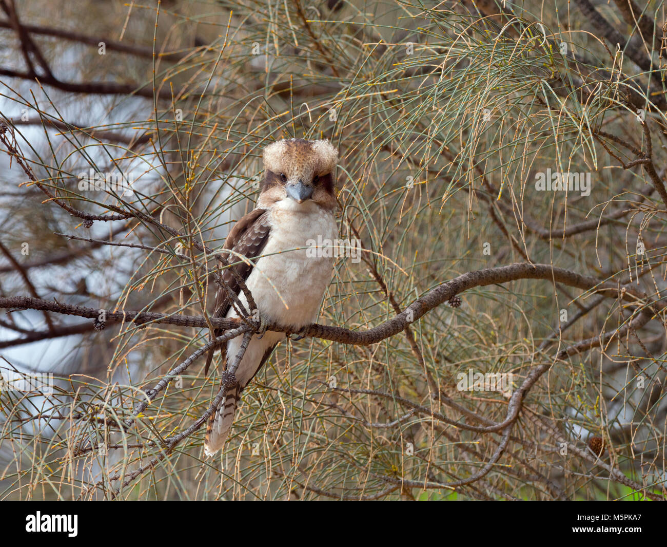 Kookaburra Dacelo novaeguineae also known as  Laughing kookaburra or Laughing jackass wating for prey Stock Photo