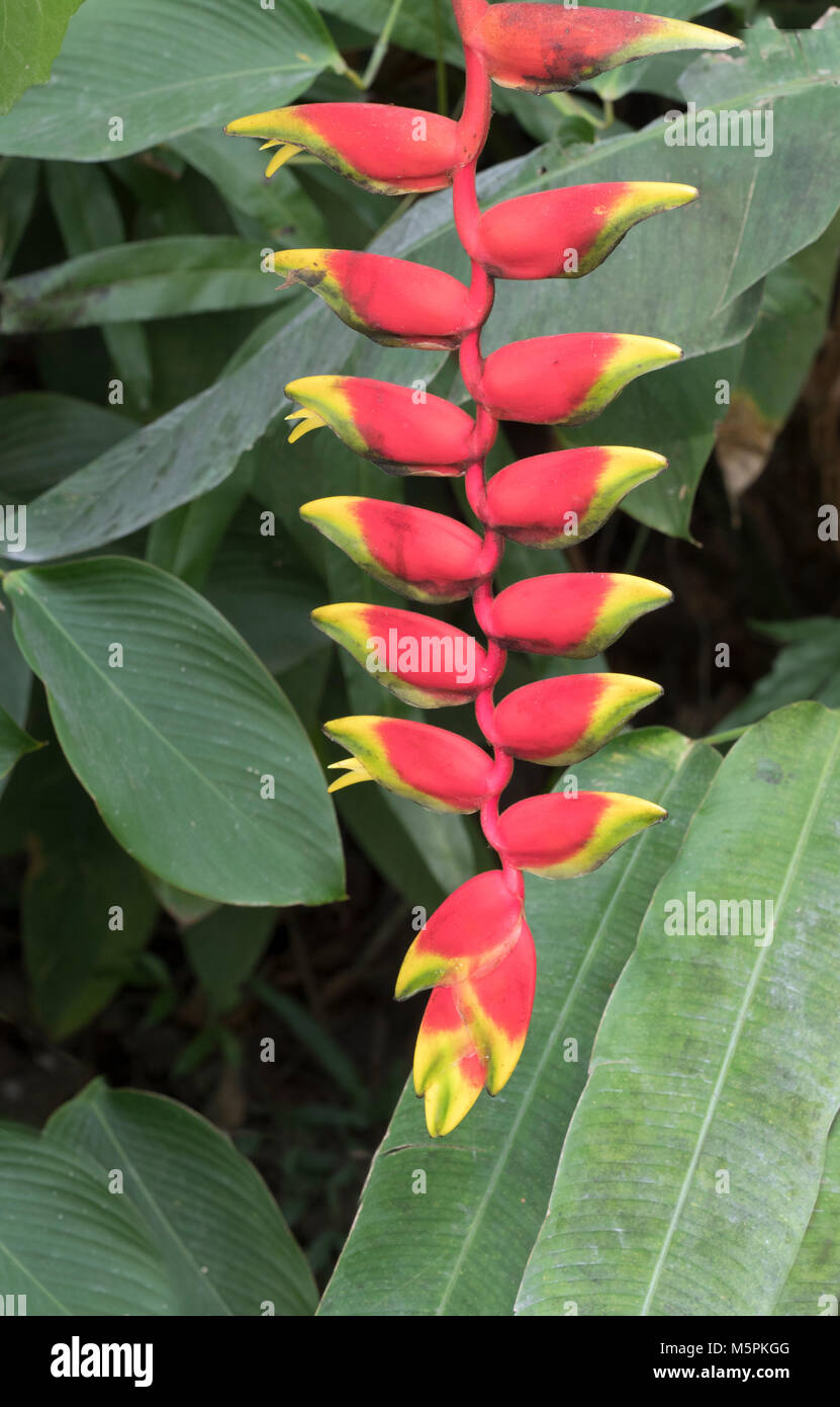 Red Crab Claw Flower Heliconia Rostrata Stock Photo