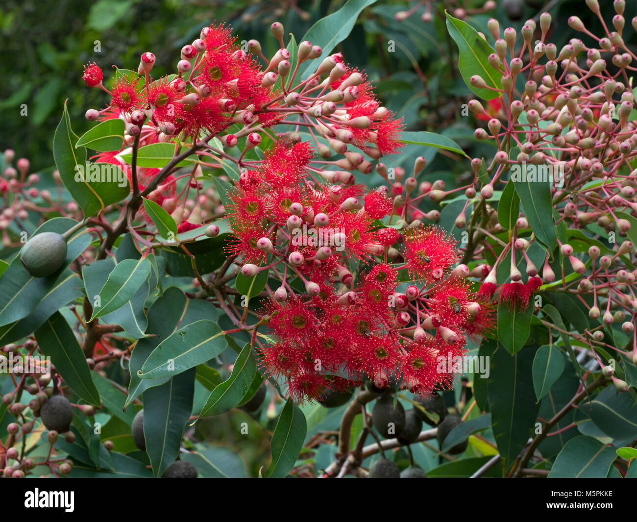 Red flowering gum Corymbia ficifolia Melbourne botanical garden Stock Photo